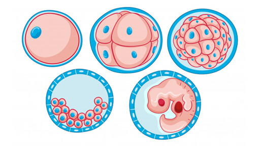 Embryo Implantation IVF